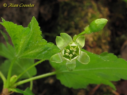 {Ribes cynosbati}